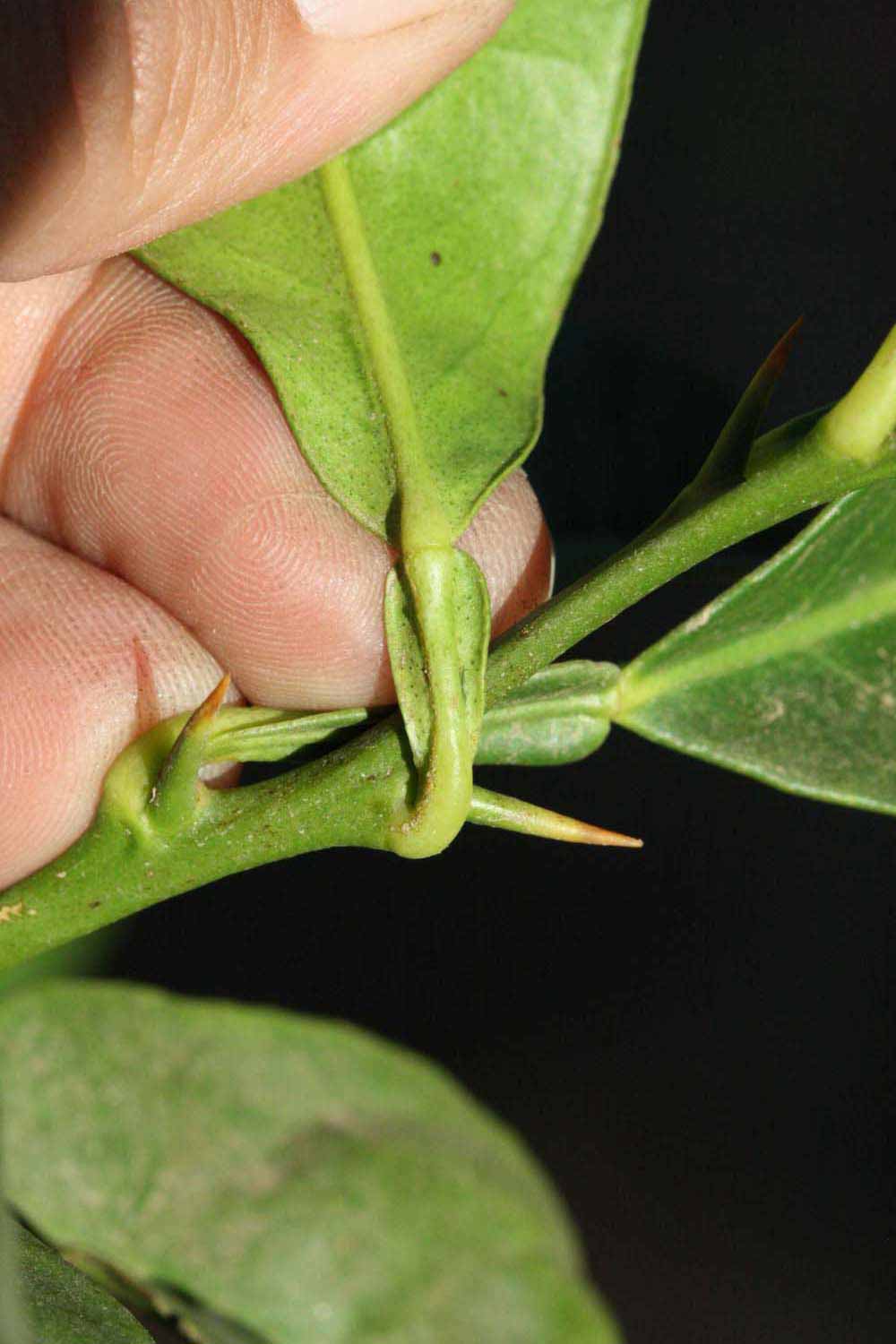              Petiole (Riverside, CA)       